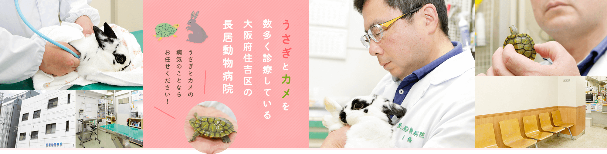 うさぎとカメを数多く診療している大阪府住吉区の長居動物病院 うさぎとカメの病気のことならお任せください!
